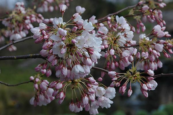 Prunus Yedoensis Akebono - View 11 from www redcrocus com