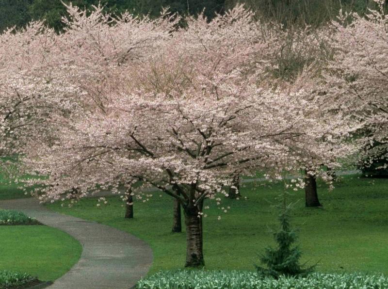 Prunus Yedoensis Akebono - View 13 from www redcrocus com