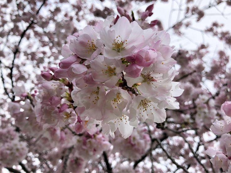 Prunus Yedoensis Akebono - View 14 from www redcrocus com