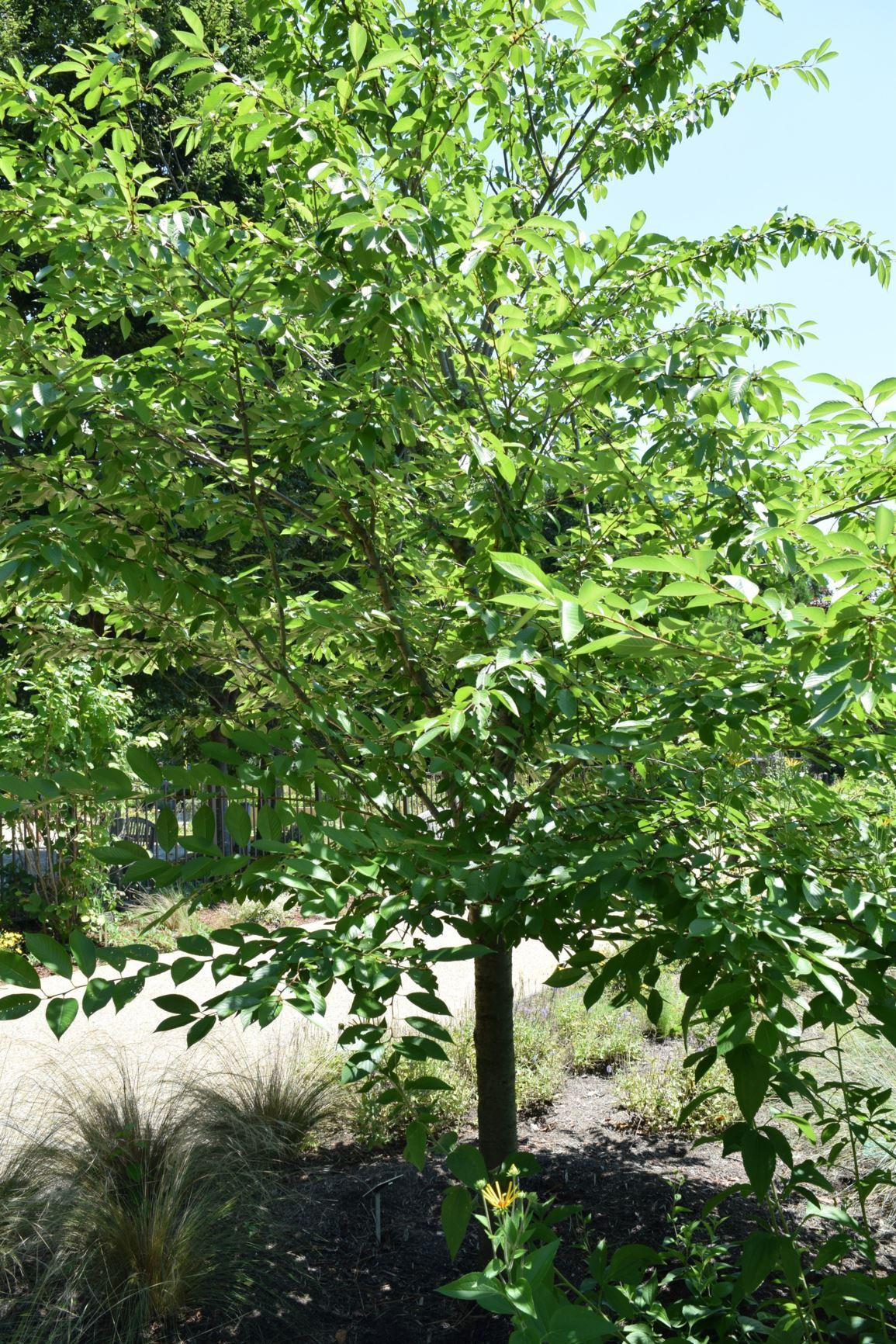 Prunus Yedoensis Akebono - View 17 from www redcrocus com