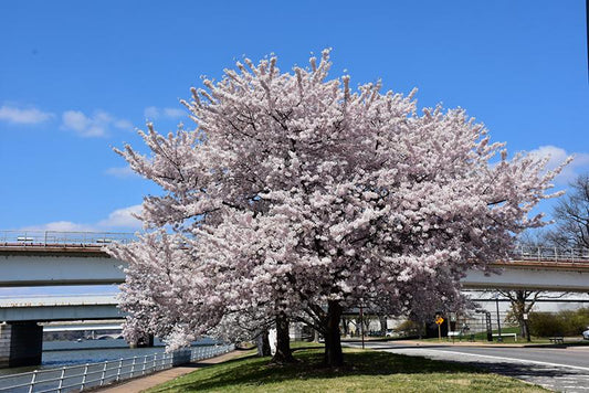 Prunus Yedoensis Akebono - View 1 from www redcrocus com