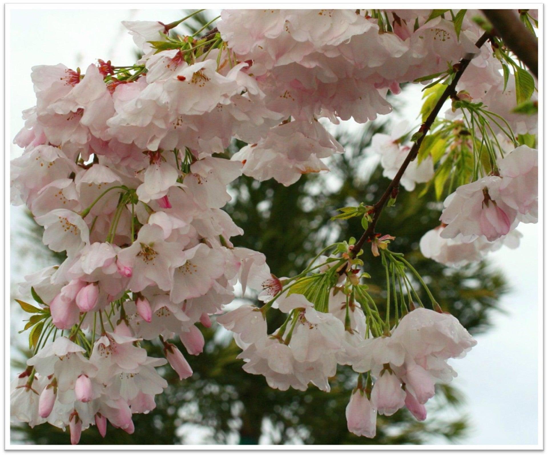 Prunus Yedoensis Akebono - View 2 from www redcrocus com