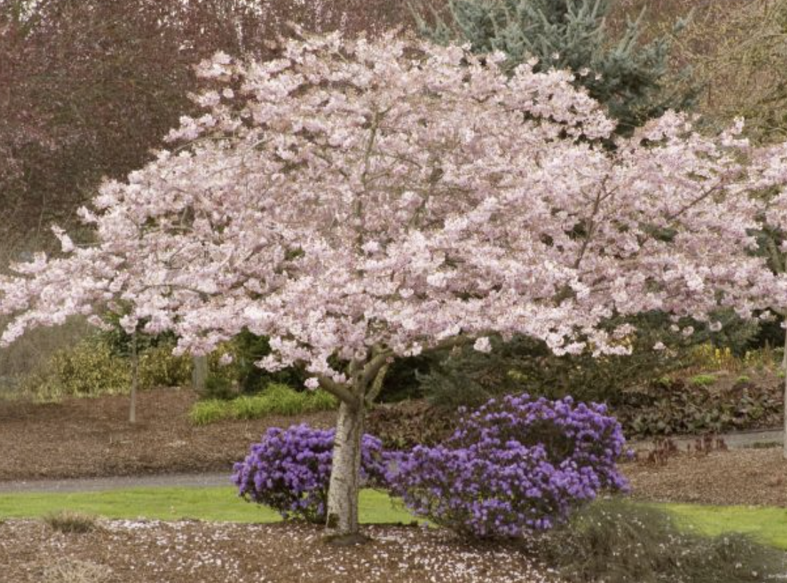 Prunus Yedoensis Akebono - View 5 from www redcrocus com