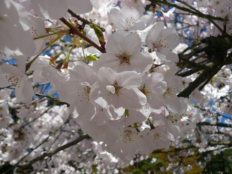 Prunus Yedoensis Akebono - View 8 from www redcrocus com