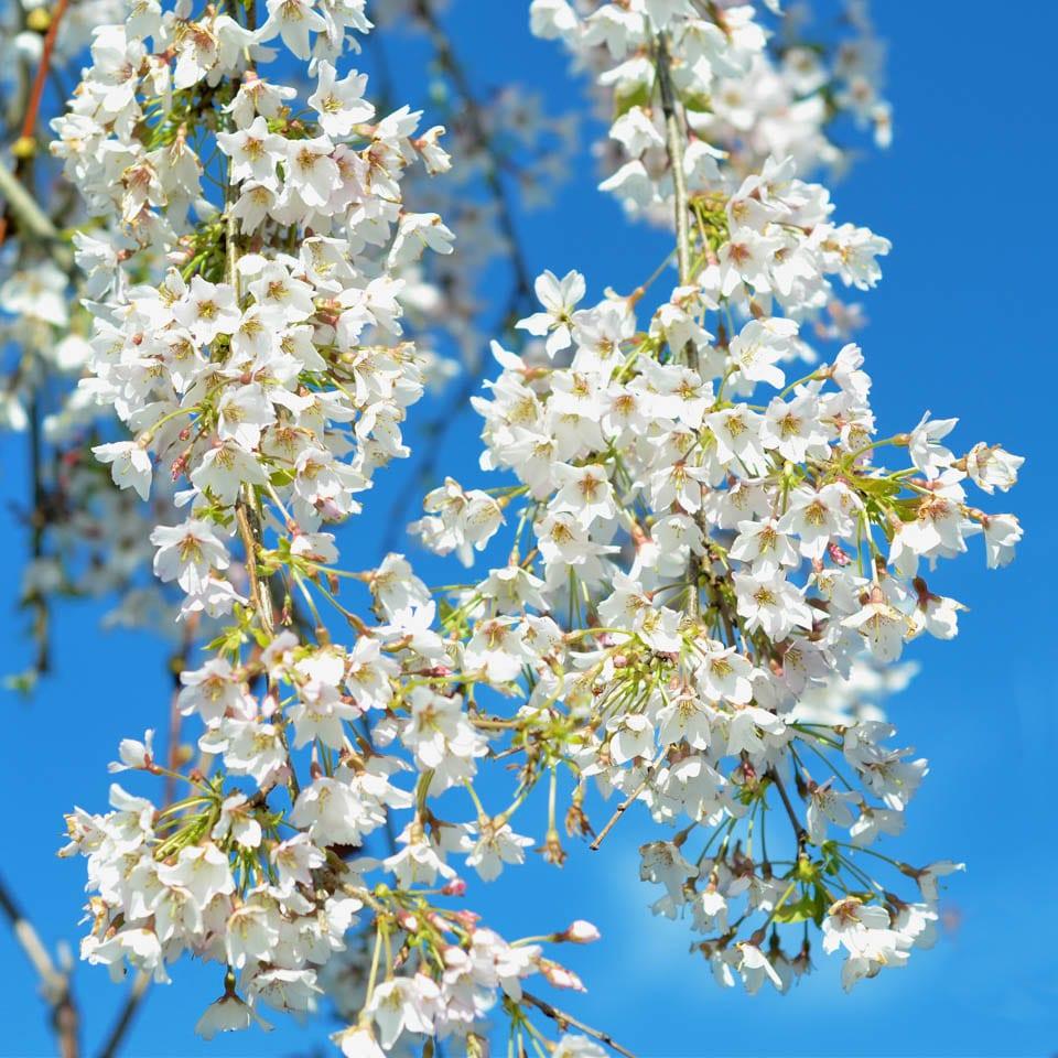 Prunus Subhirtella Snow Fountain Serpentine Single Stem - View 11 from www redcrocus com