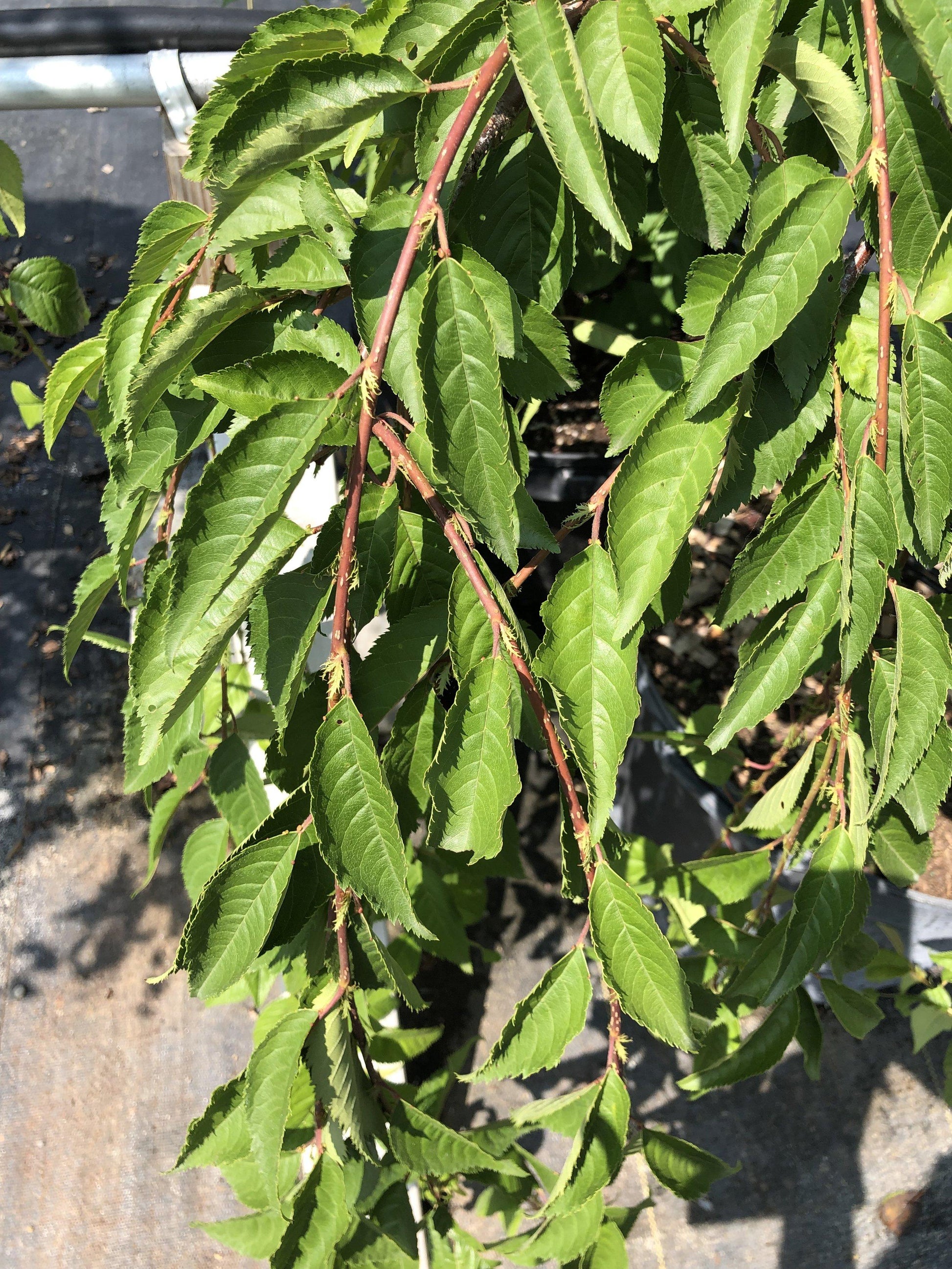 Prunus Subhirtella Snow Fountain Serpentine Single Stem - View 15 from www redcrocus com