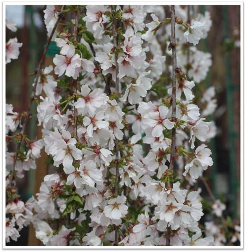 Prunus Subhirtella Snow Fountain Serpentine Single Stem - View 1 from www redcrocus com