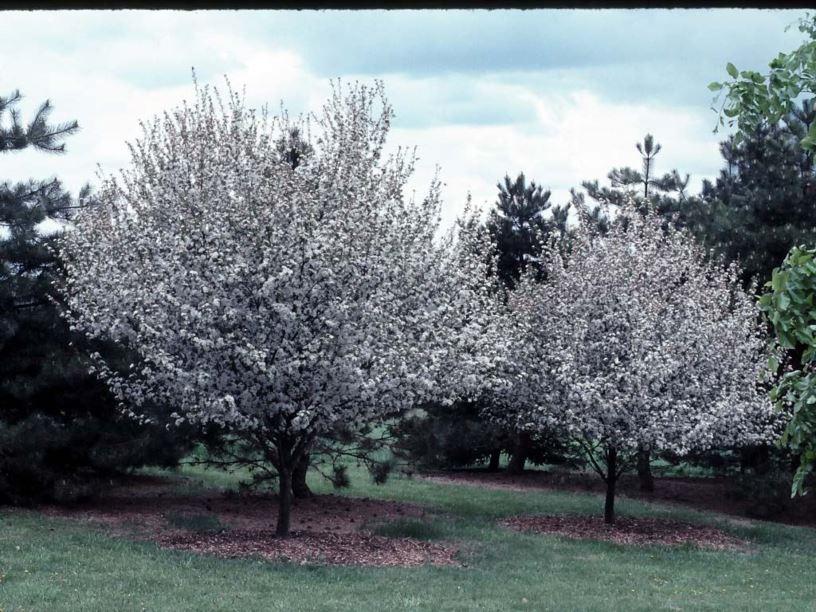 Malus 'harvest Gold' - View 10 from www redcrocus com