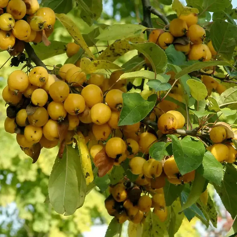 Malus 'harvest Gold' - View 12 from www redcrocus com