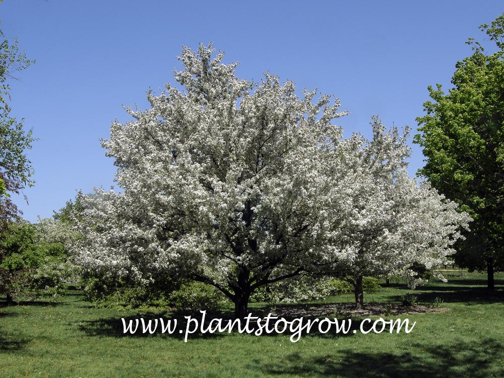 Malus 'harvest Gold' - View 15 from www redcrocus com