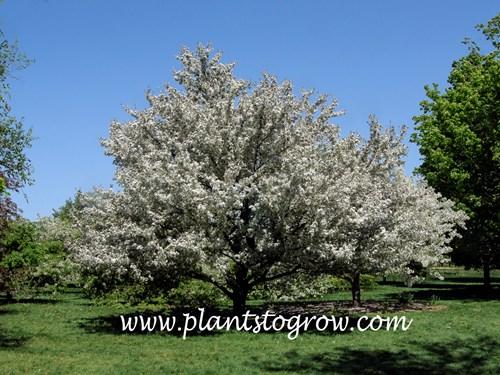 Malus 'harvest Gold' - View 19 from www redcrocus com
