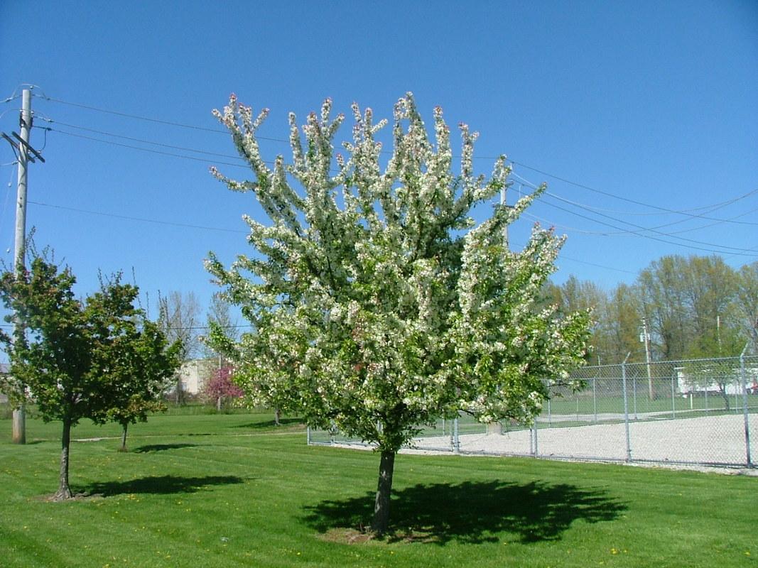 Malus 'harvest Gold' - View 25 from www redcrocus com