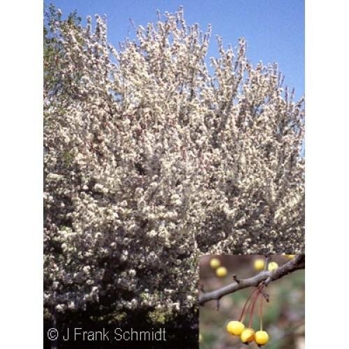 Malus 'harvest Gold' - View 26 from www redcrocus com