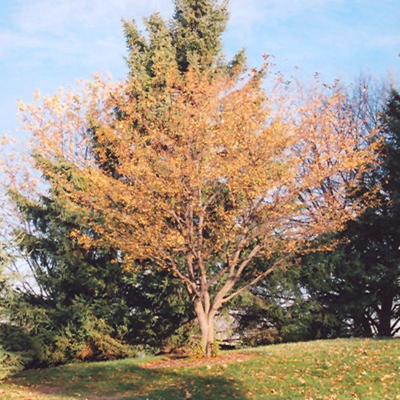 Malus 'harvest Gold' - View 27 from www redcrocus com