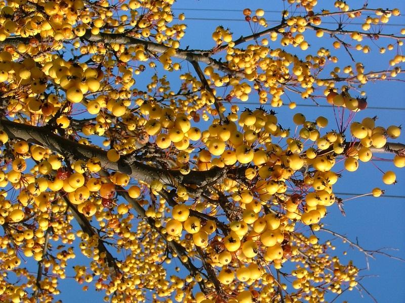 Malus 'harvest Gold' - View 30 from www redcrocus com