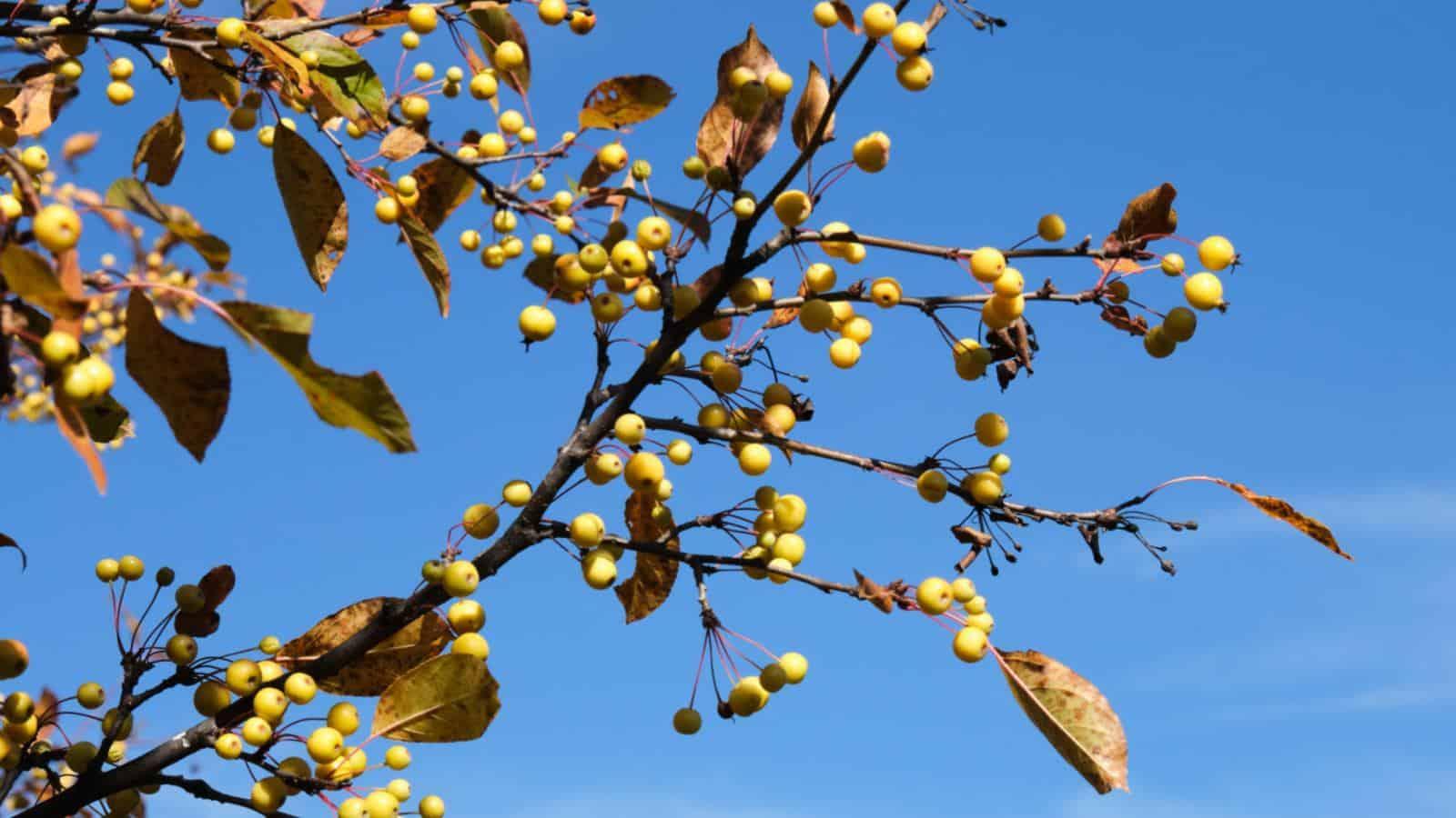 Malus 'harvest Gold' - View 32 from www redcrocus com