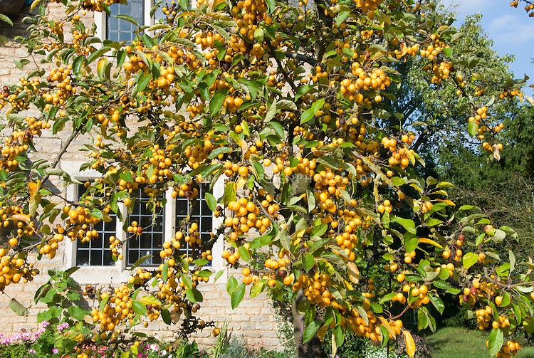 Malus 'harvest Gold' - View 35 from www redcrocus com