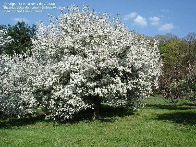 Malus 'harvest Gold' - View 37 from www redcrocus com
