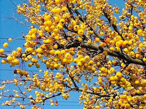 Malus 'harvest Gold' - View 3 from www redcrocus com