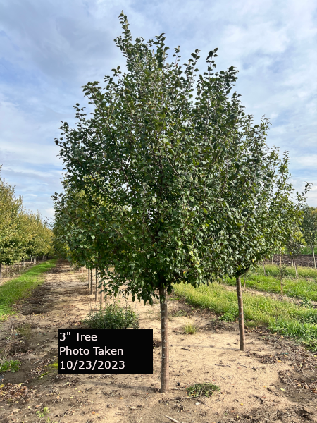 Malus 'harvest Gold' - View 5 from www redcrocus com