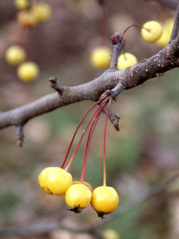 Malus 'harvest Gold' - View 6 from www redcrocus com