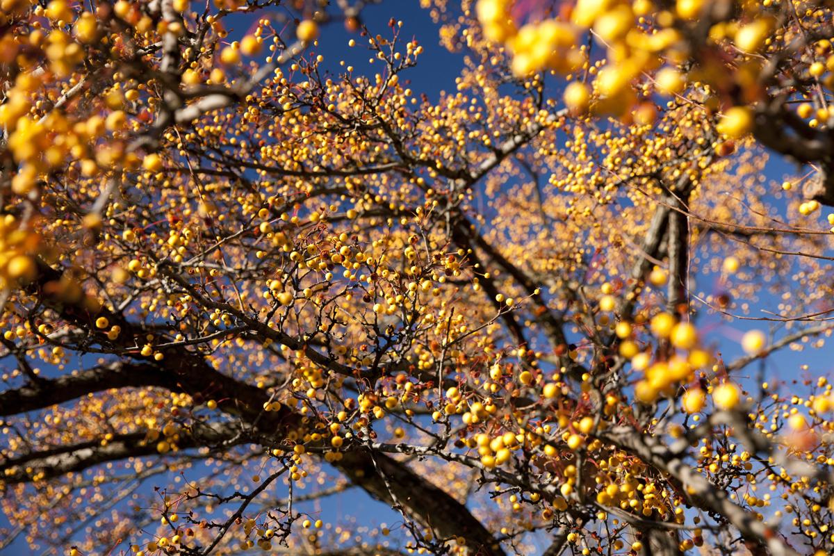 Malus 'harvest Gold' - View 7 from www redcrocus com
