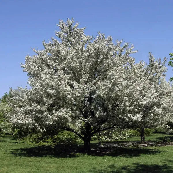 Malus 'harvest Gold' - View 8 from www redcrocus com