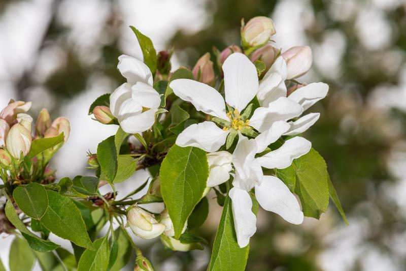 Malus Spring Snow - View 11 from www redcrocus com