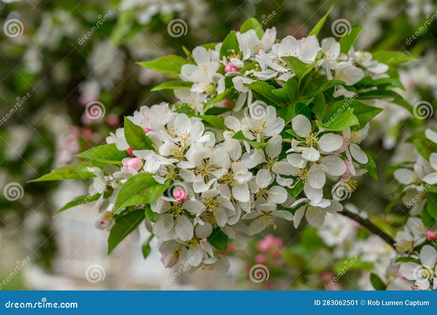 Malus Spring Snow - View 12 from www redcrocus com