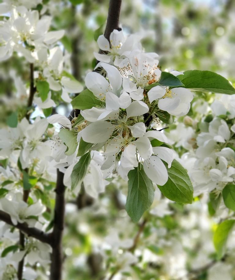 Malus Spring Snow - View 13 from www redcrocus com