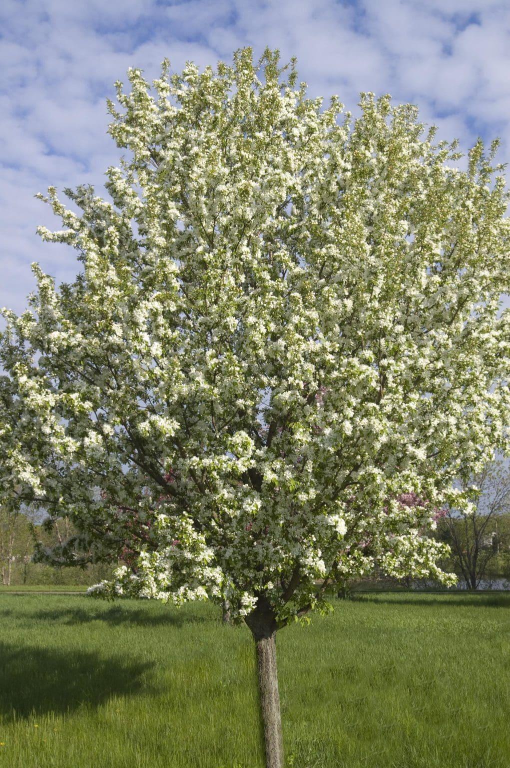 Malus Spring Snow - View 14 from www redcrocus com