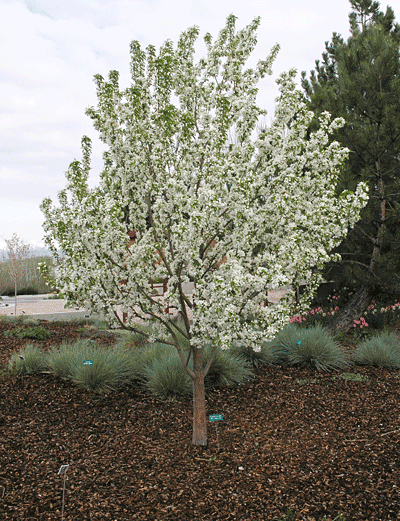 Malus Spring Snow - View 15 from www redcrocus com
