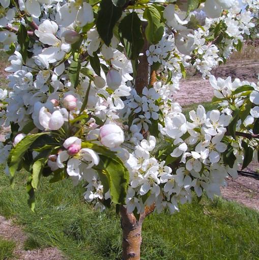 Malus Spring Snow - View 16 from www redcrocus com