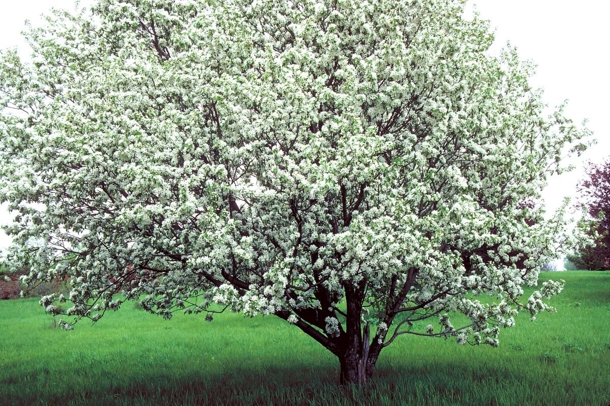 Malus Spring Snow - View 17 from www redcrocus com