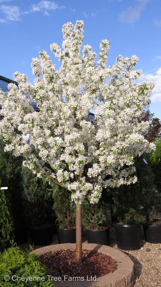 Malus Spring Snow - View 1 from www redcrocus com