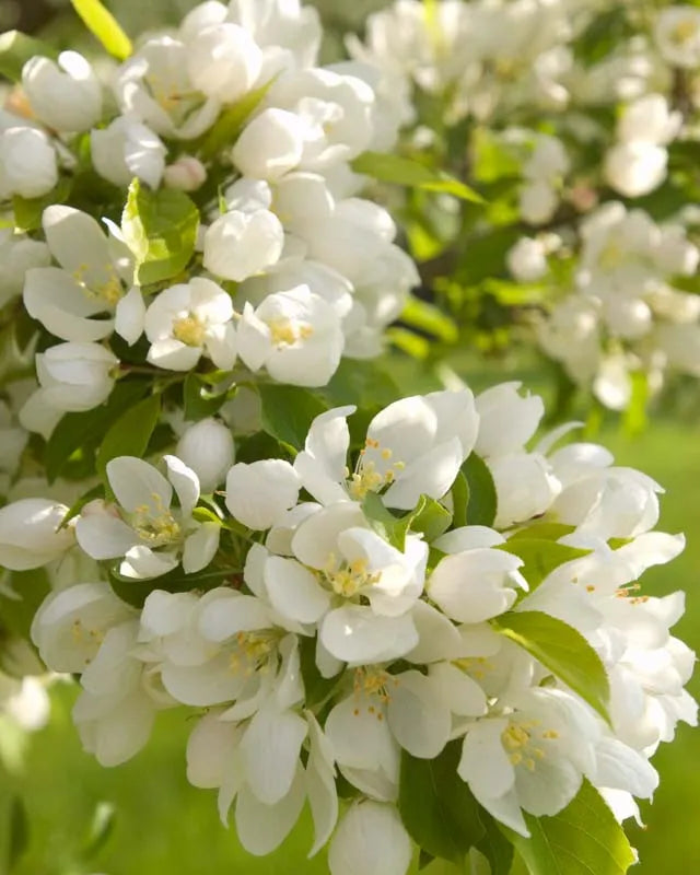 Malus Spring Snow - View 2 from www redcrocus com