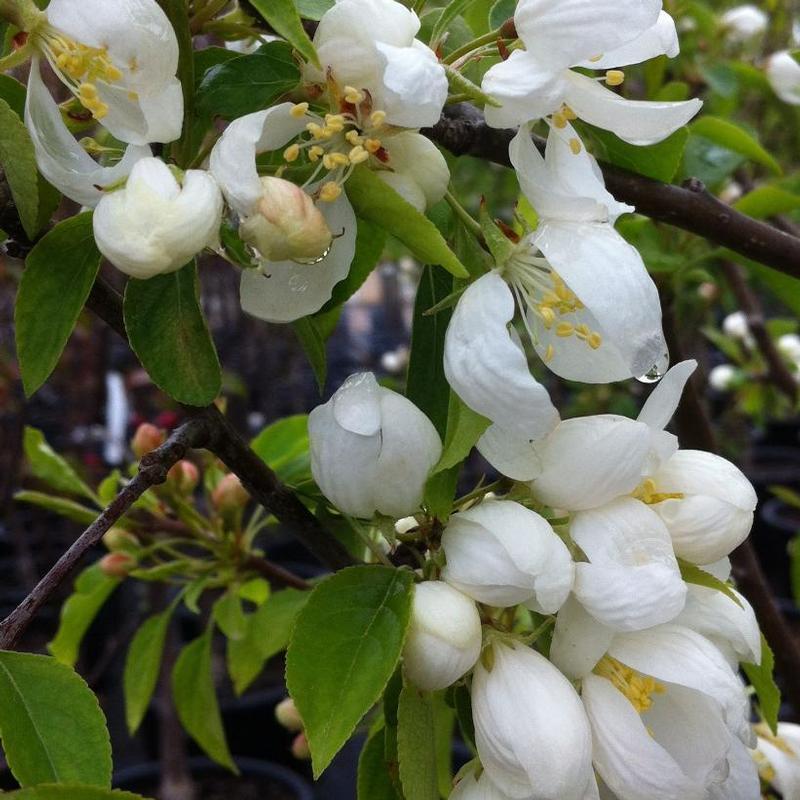Malus Spring Snow - View 5 from www redcrocus com