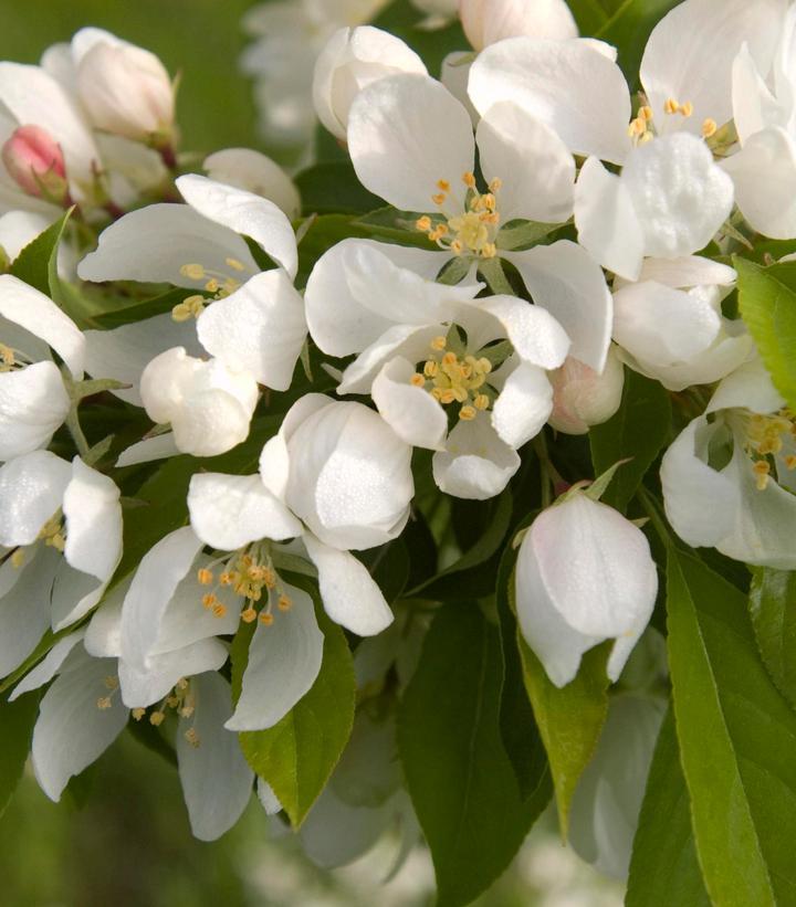 Malus Spring Snow - View 6 from www redcrocus com