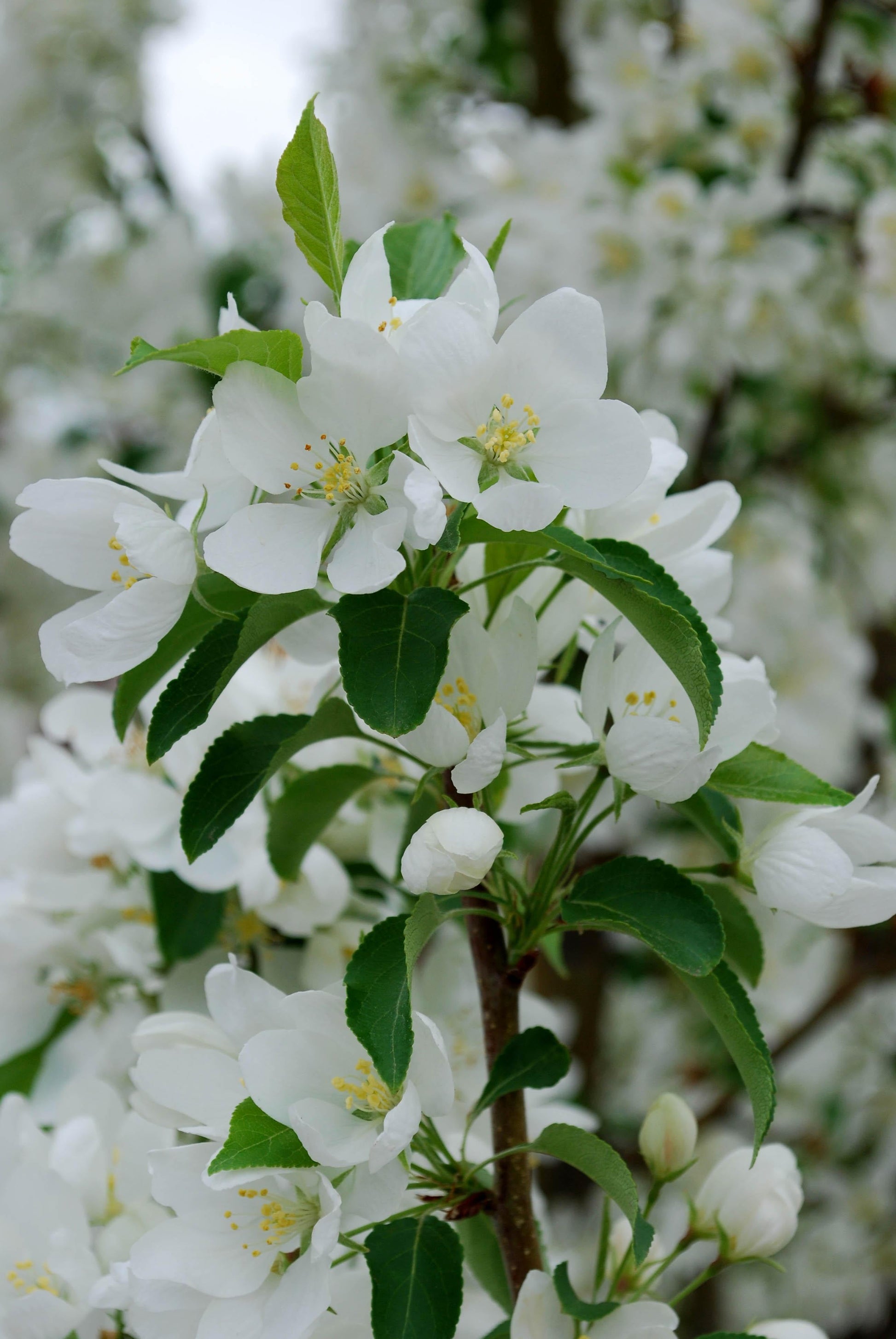 Malus Spring Snow - View 8 from www redcrocus com