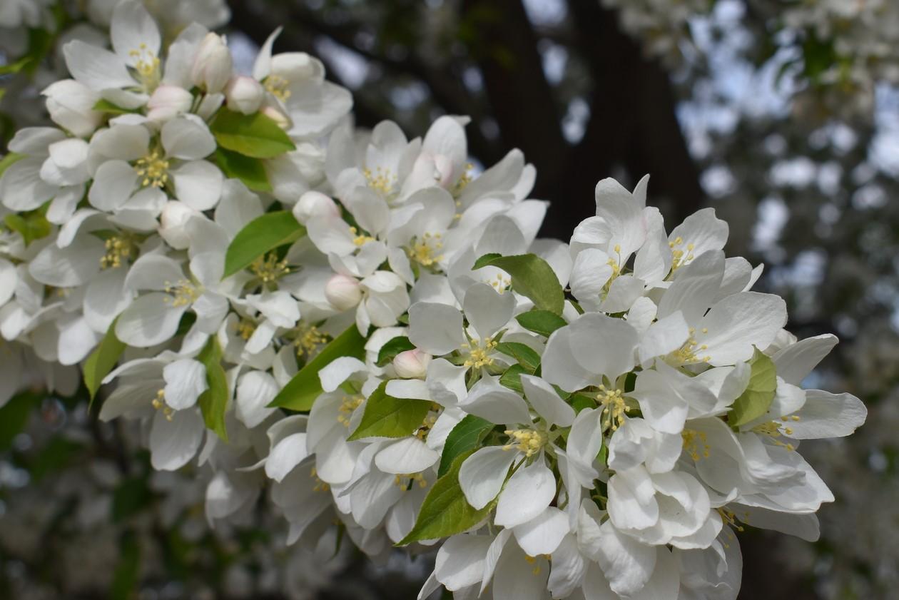 Malus Spring Snow - View 9 from www redcrocus com