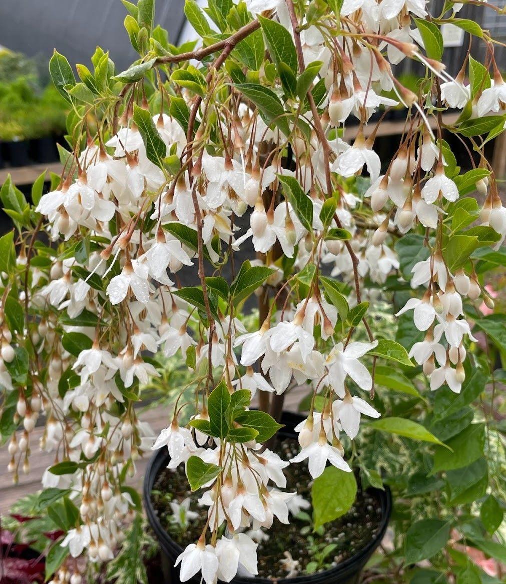 Styrax Japonicus 'fragrant Fountain' - View 11 from www redcrocus com