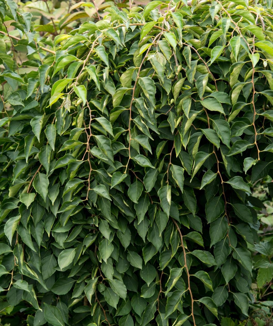 Styrax Japonicus 'fragrant Fountain' - View 13 from www redcrocus com