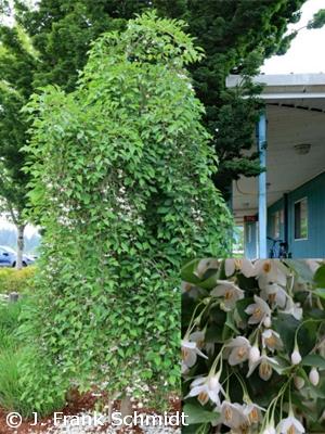 Styrax Japonicus 'fragrant Fountain' - View 14 from www redcrocus com