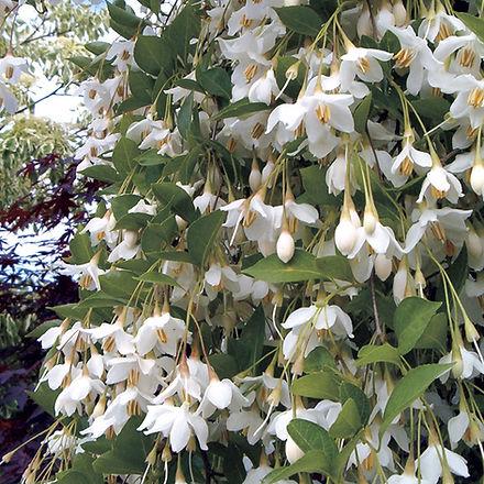 Styrax Japonicus 'fragrant Fountain' - View 17 from www redcrocus com