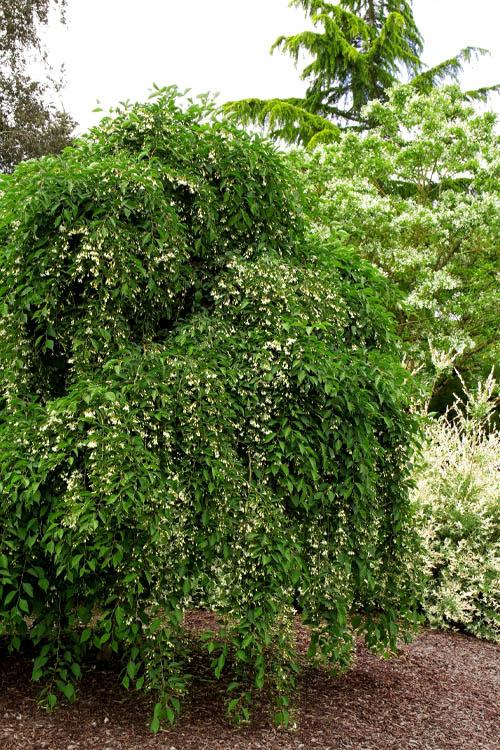 Styrax Japonicus 'fragrant Fountain' - View 1 from www redcrocus com