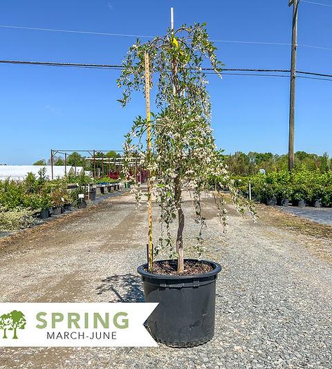 Styrax Japonicus 'fragrant Fountain' - View 20 from www redcrocus com