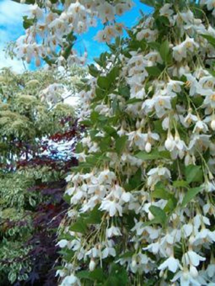 Styrax Japonicus 'fragrant Fountain' - View 22 from www redcrocus com