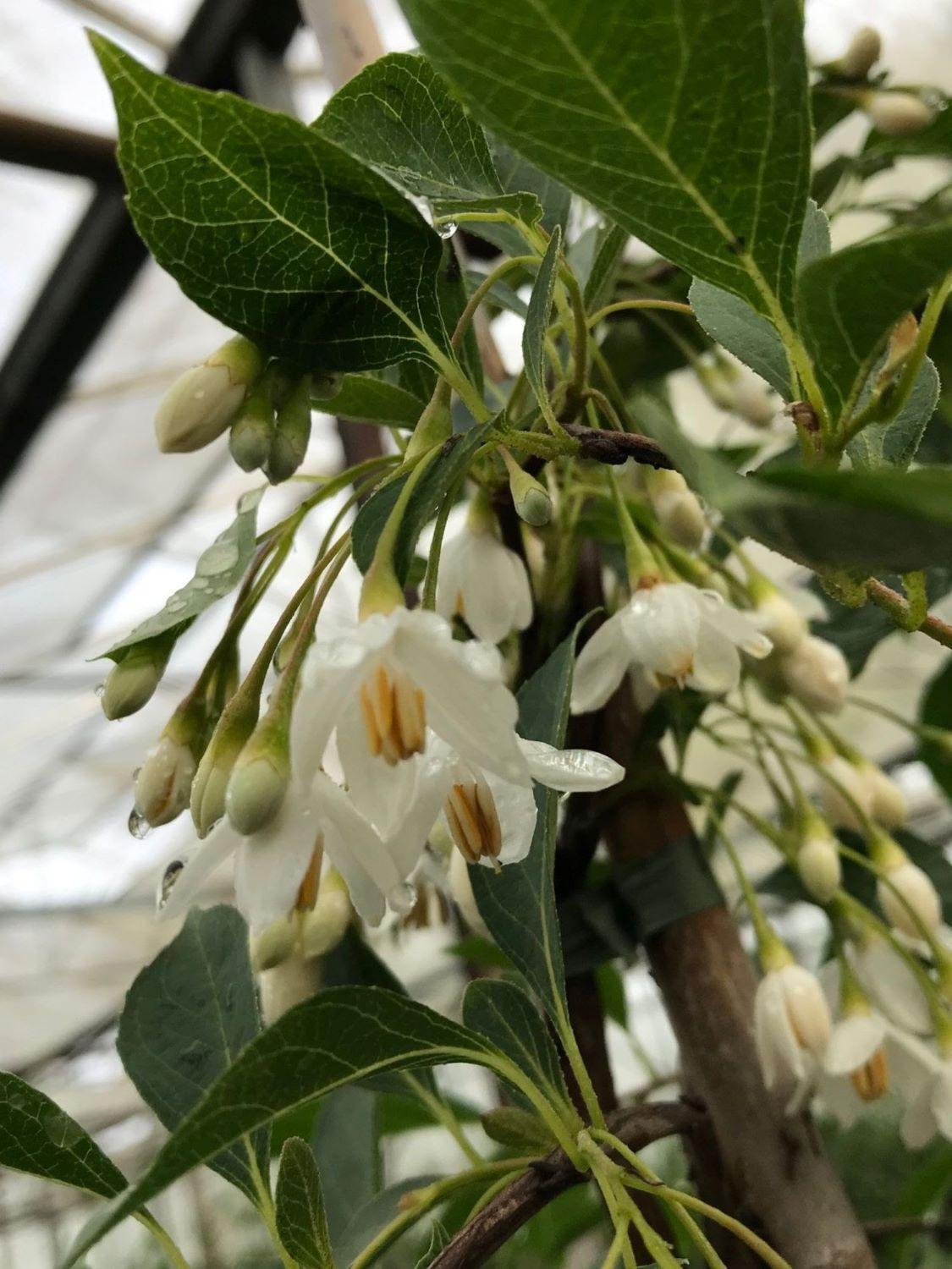 Styrax Japonicus 'fragrant Fountain' - View 24 from www redcrocus com