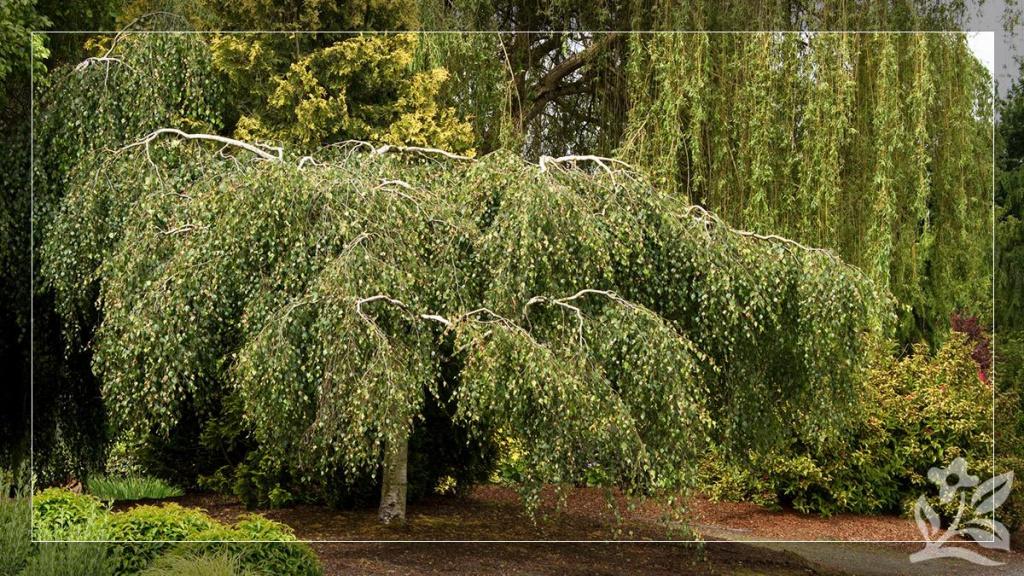 Styrax Japonicus 'fragrant Fountain' - View 25 from www redcrocus com