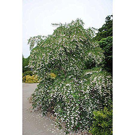 Styrax Japonicus 'fragrant Fountain' - View 26 from www redcrocus com